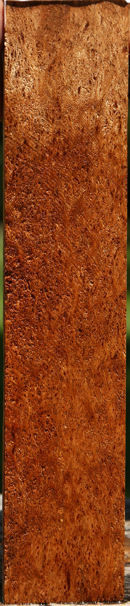 Exhibition Asian Satinwood Burl Lumber