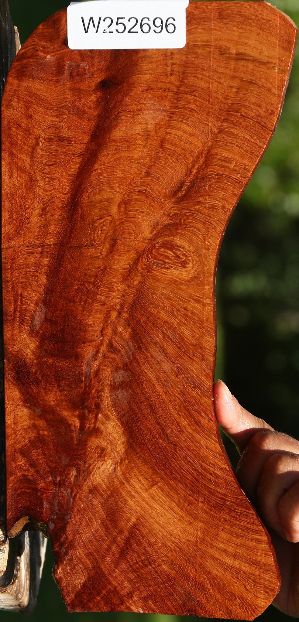 Amboyna Burl Lumber