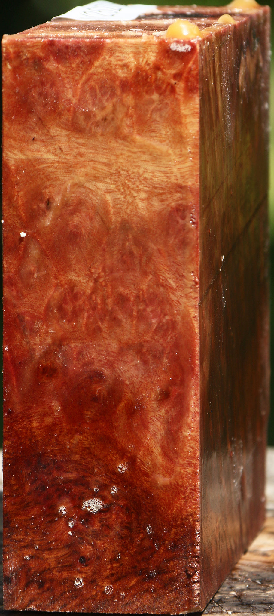 Camphor Burl Bowl Blank