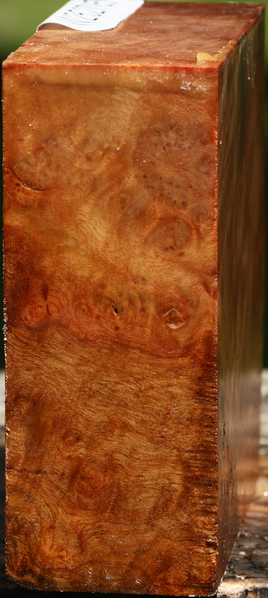 Camphor Burl Bowl Blank