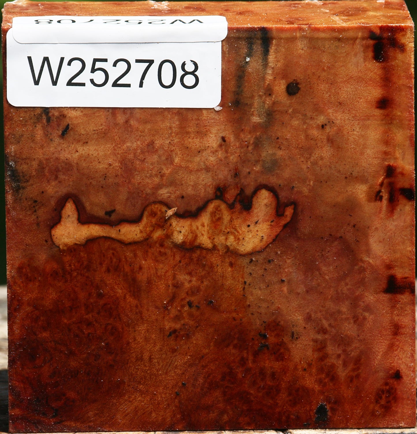 Camphor Burl Bowl Blank