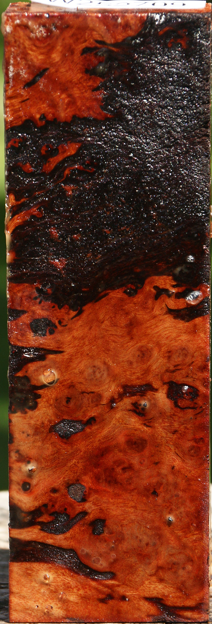 Rustic Camphor Burl Turning Blank