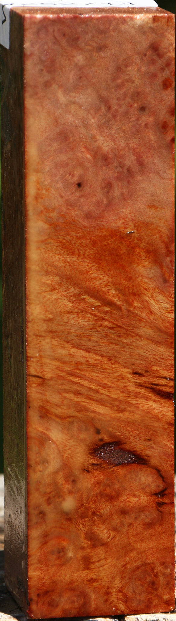 Camphor Burl Turning Square