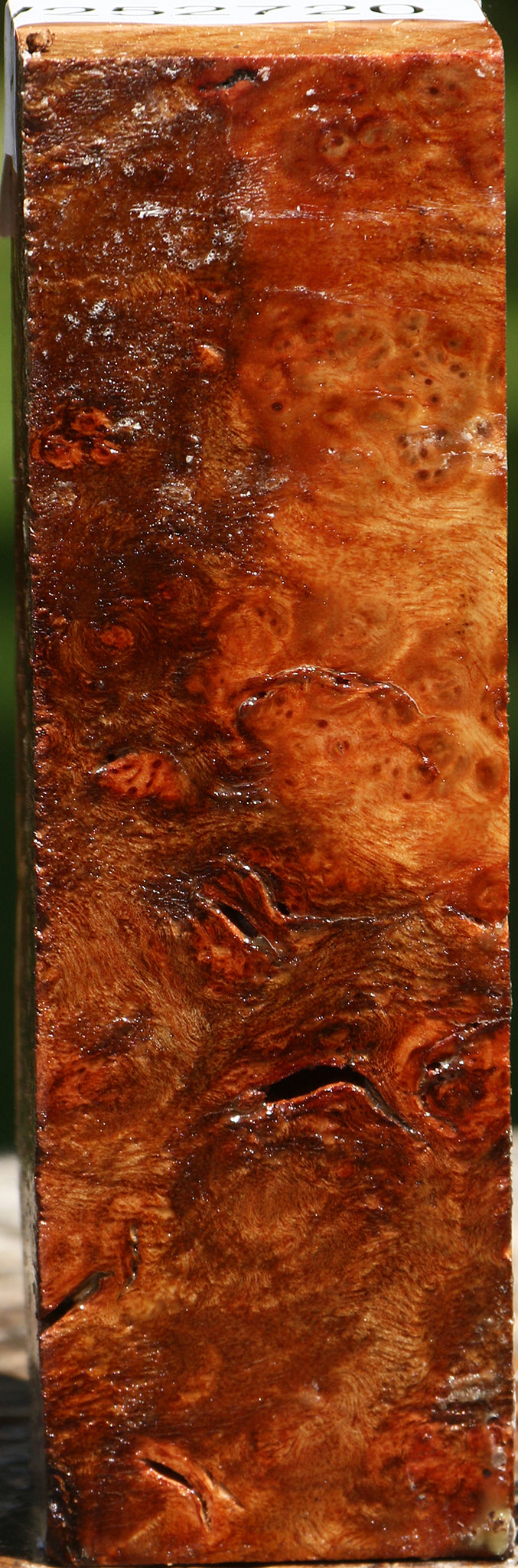Camphor Burl Turning Square