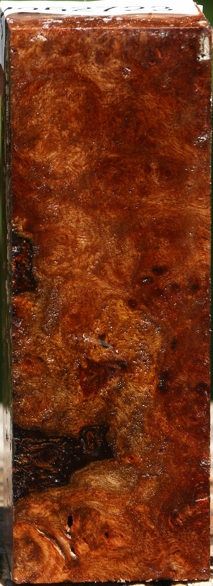 Camphor Burl Turning Blank