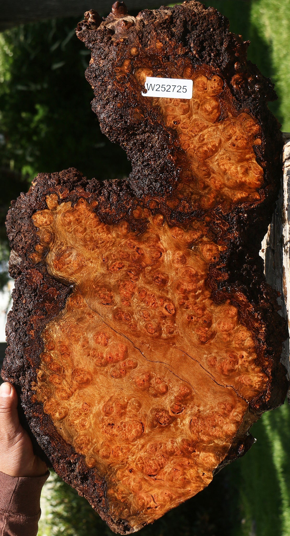 Figured Camphor Burl Live Edge Lumber