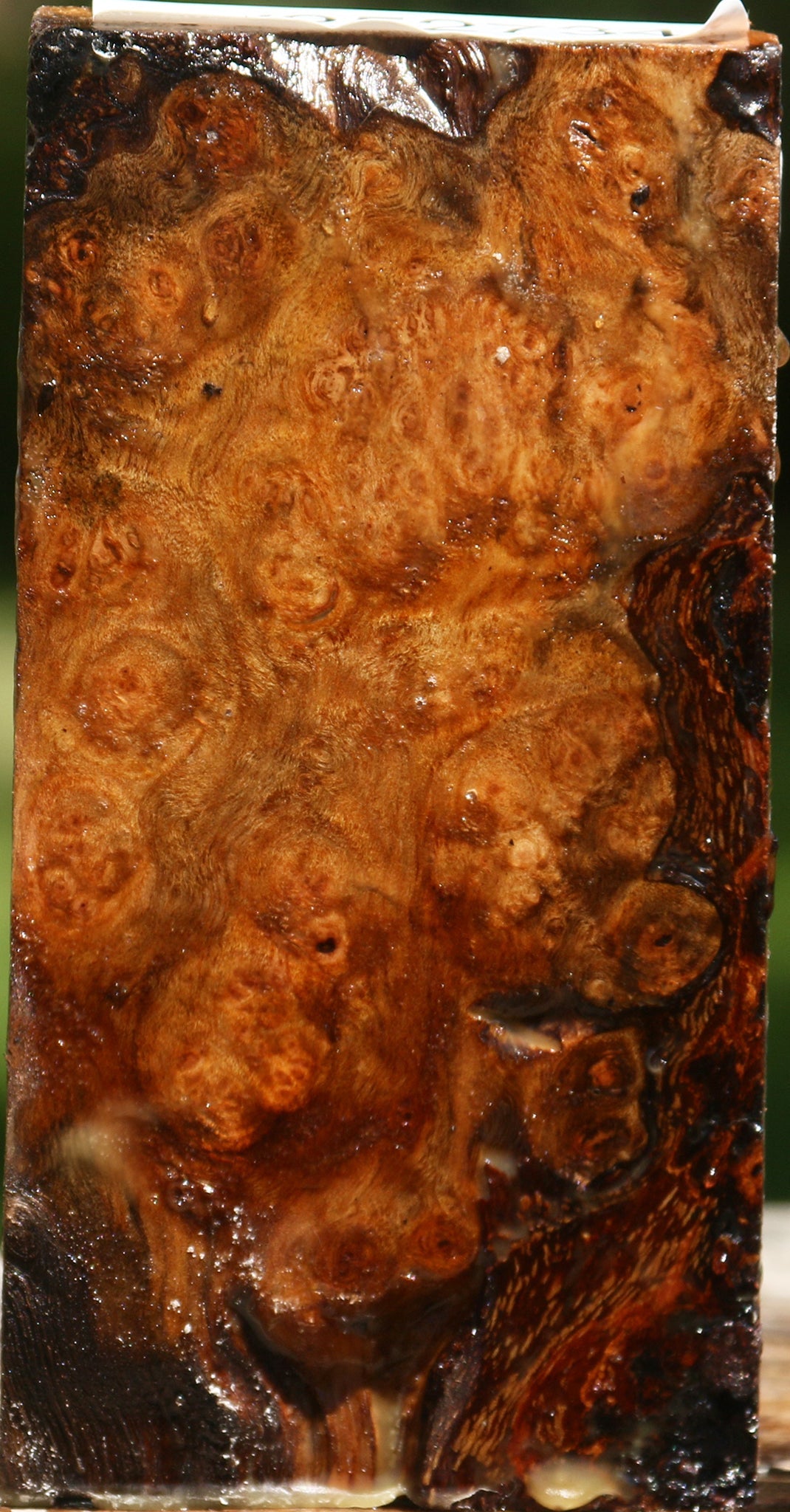 Camphor Burl Lumber
