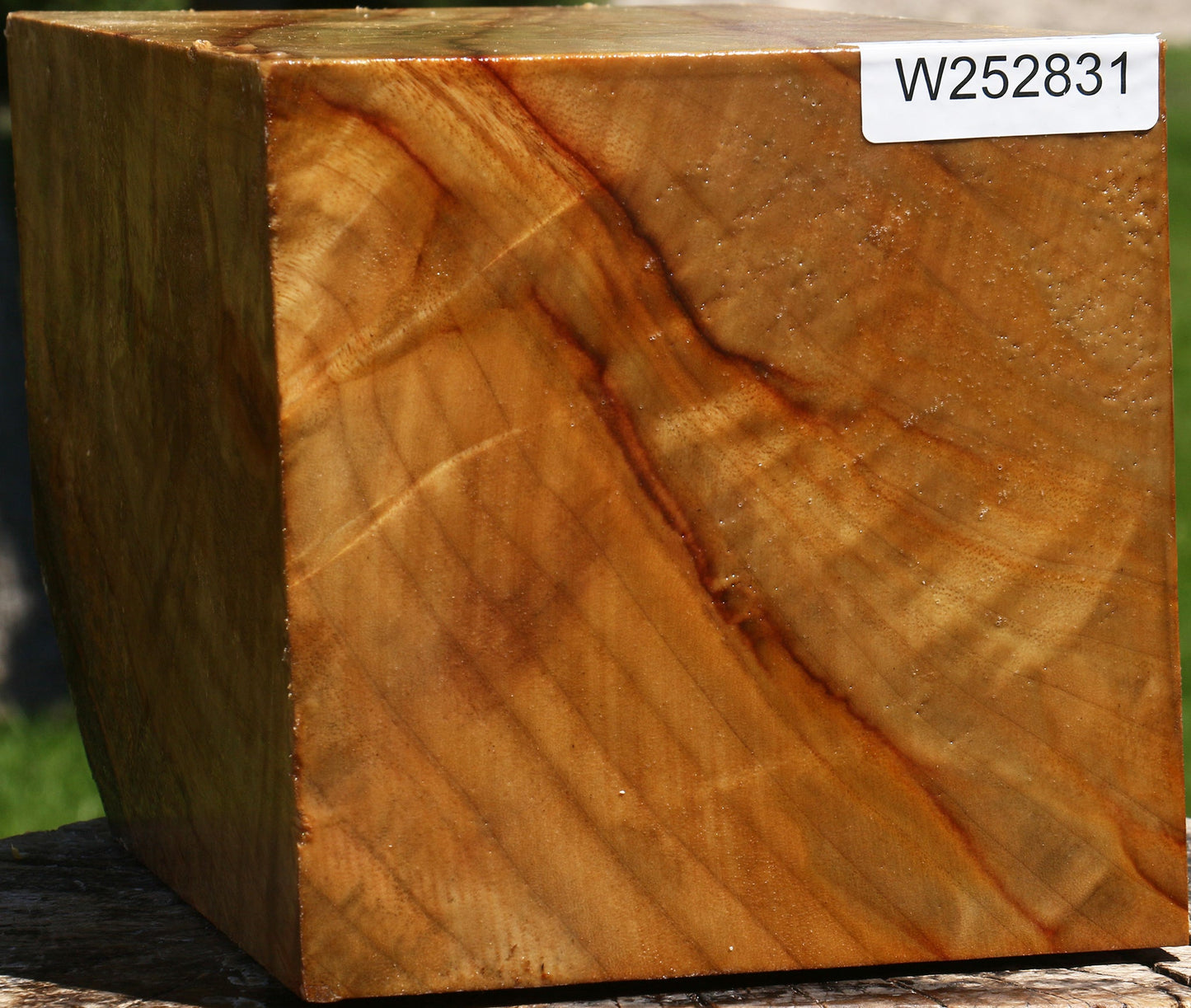 Extra Fancy Camphor Vessel Blank