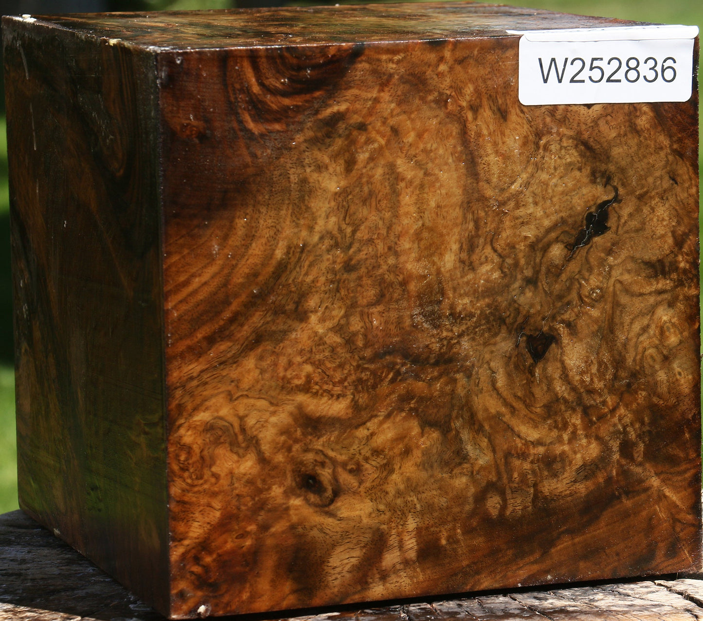 Grafted Claro Walnut Burl Vessel Blank
