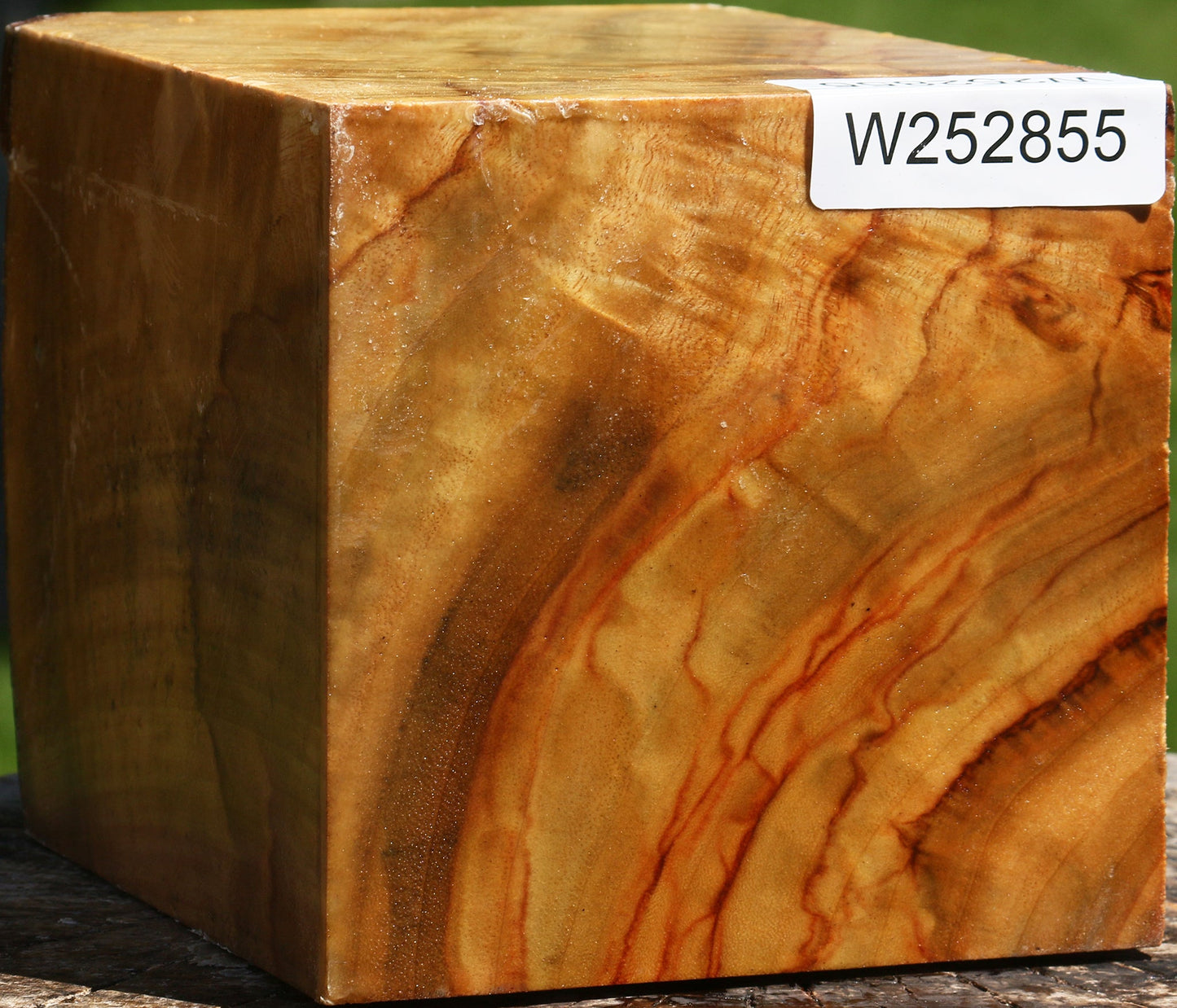 Extra Fancy Camphor Vessel Blank