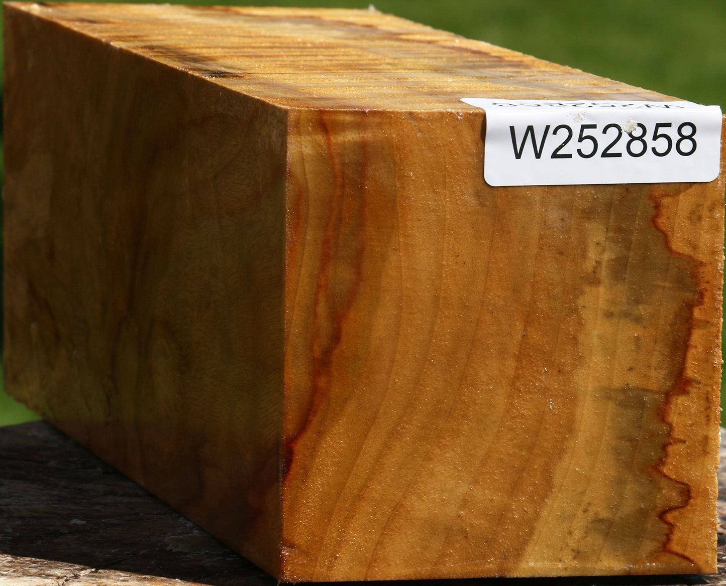 Extra Fancy Camphor Vessel Blank