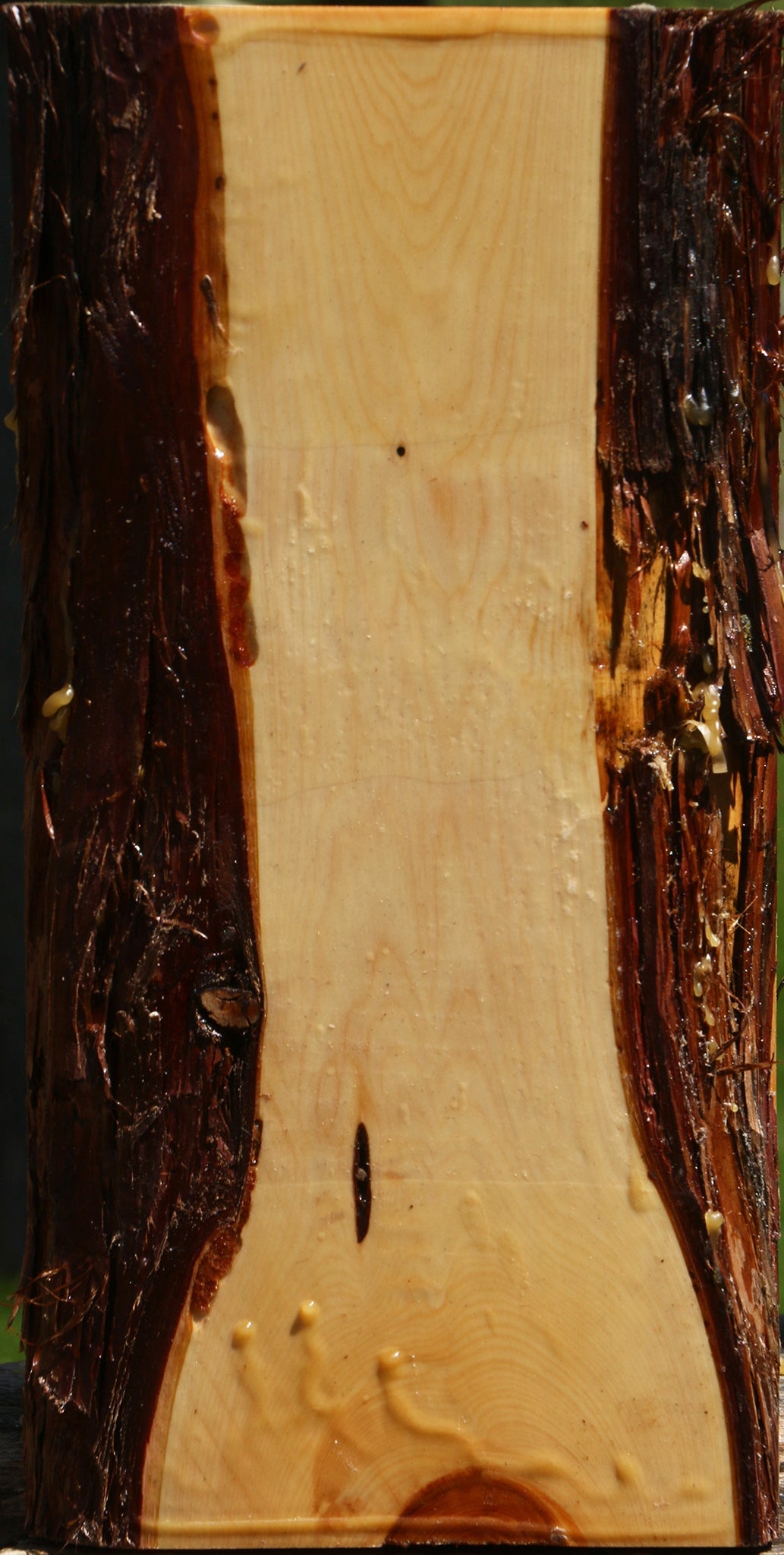 Juniper Live Edge Vessel Blank