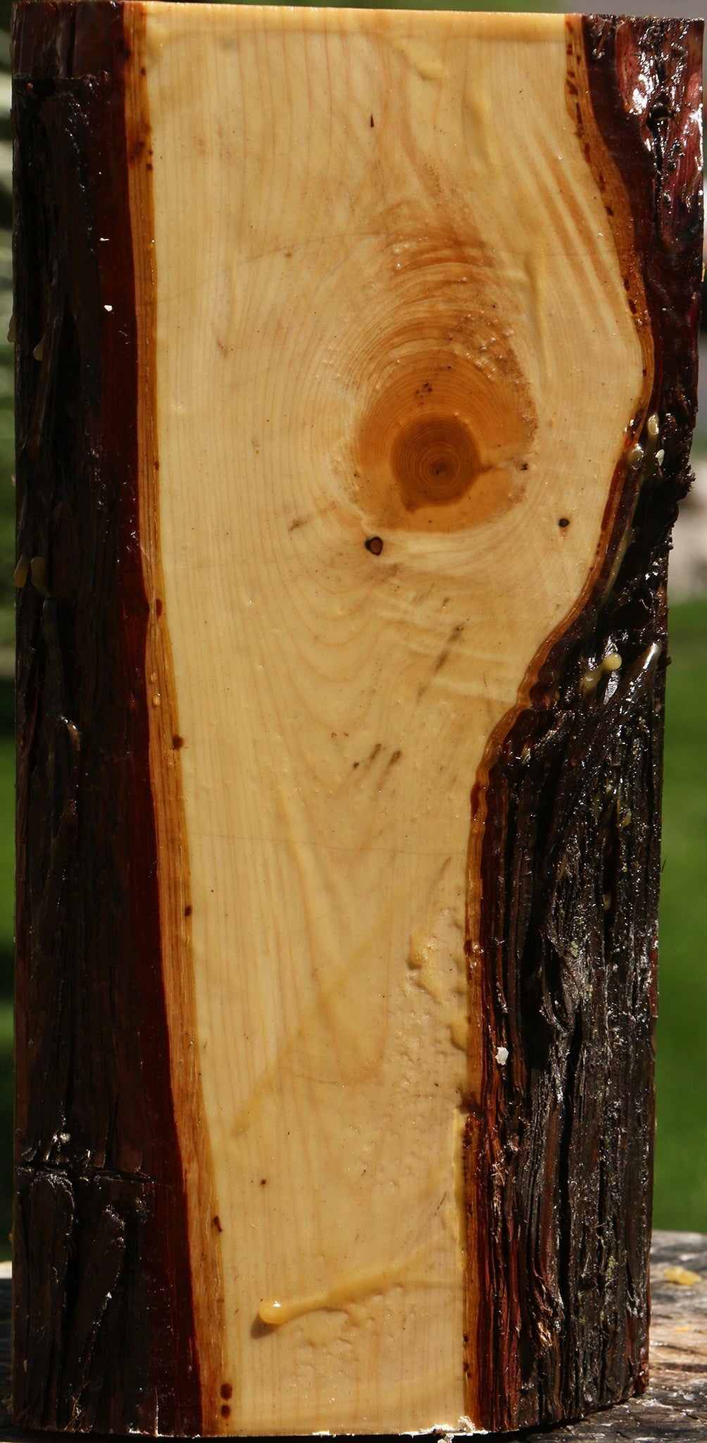 Juniper Live Edge Vessel Blank