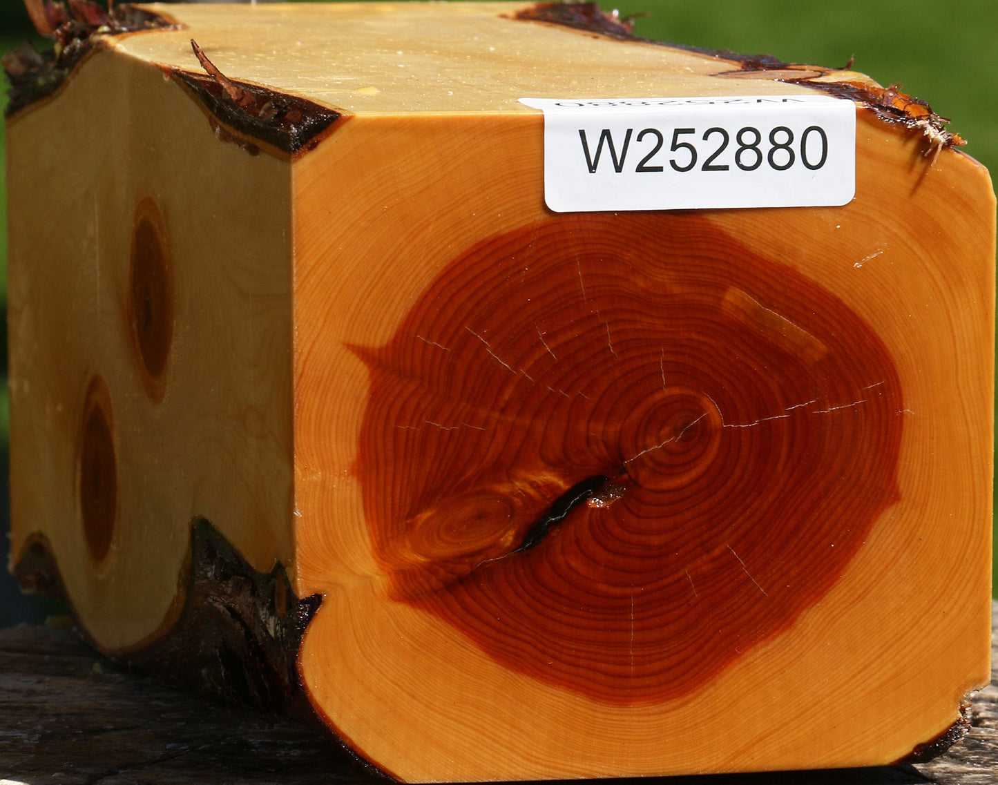 Juniper Live Edge Vessel Blank