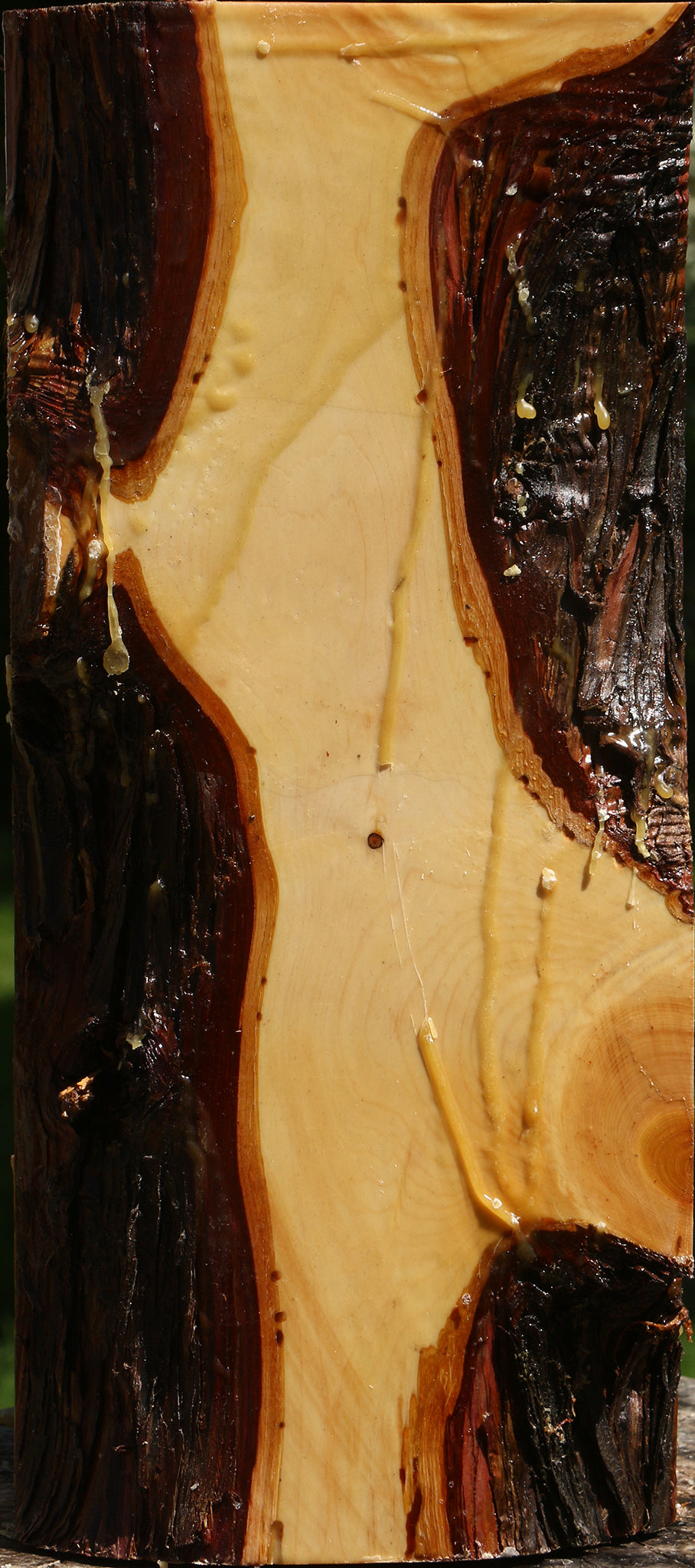 Juniper Live Edge Vessel Blank