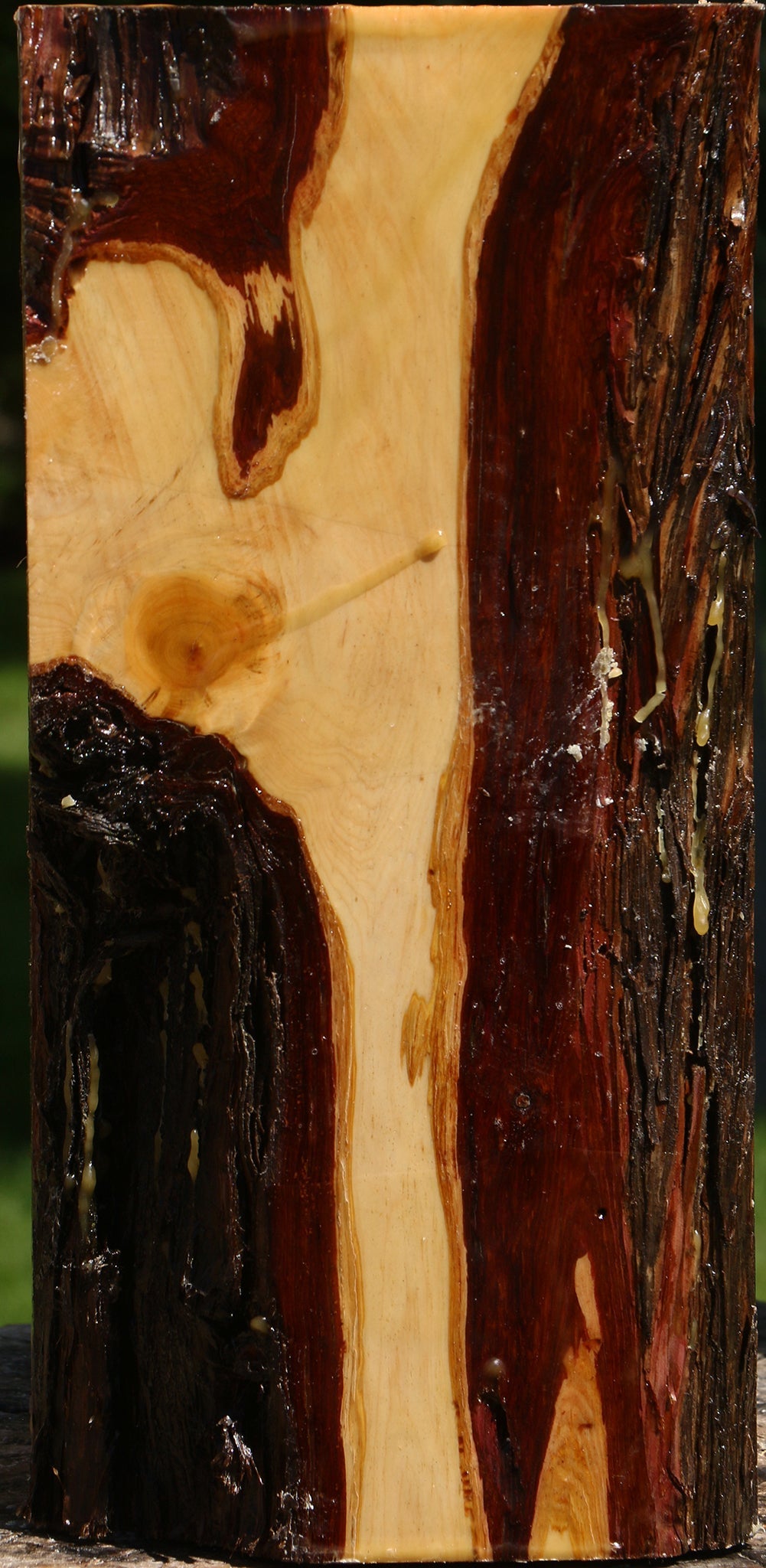 Juniper Live Edge Vessel Blank