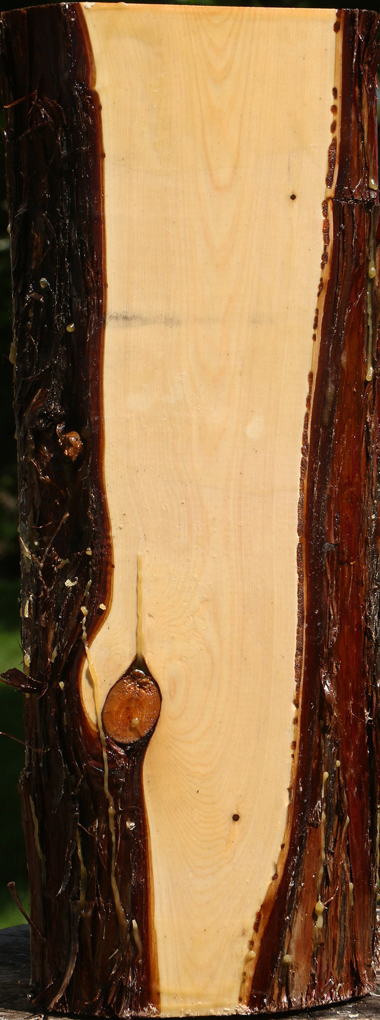 Juniper Live Edge Vessel Blank