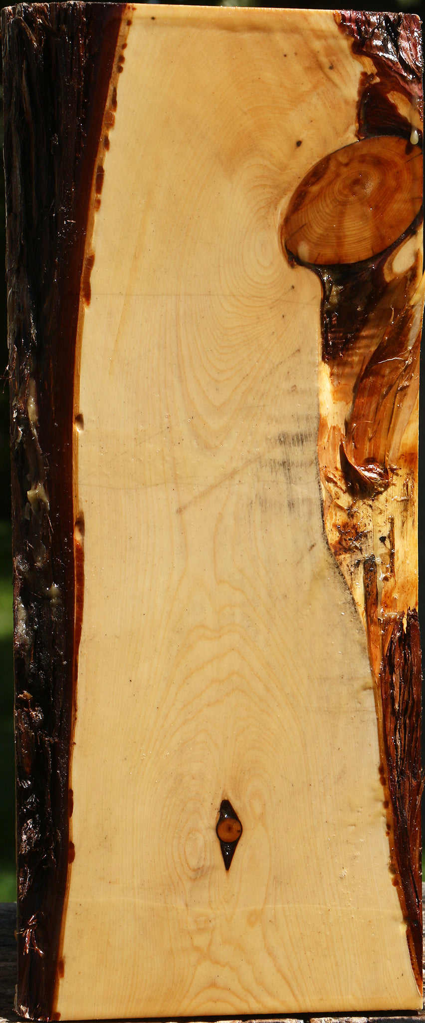 Juniper Live Edge Vessel Blank