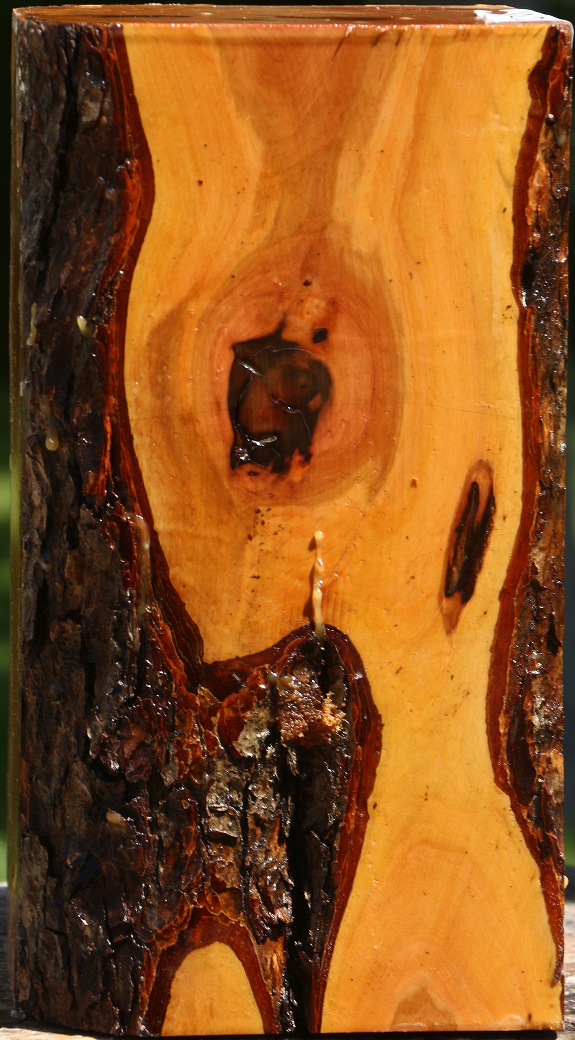 Oregon Ironwood Live Edge Vessel Blank