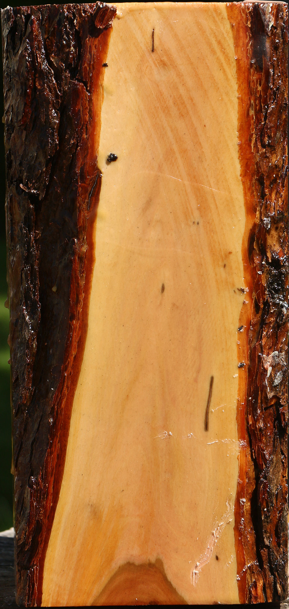Oregon Ironwood Live Edge Vessel Blank