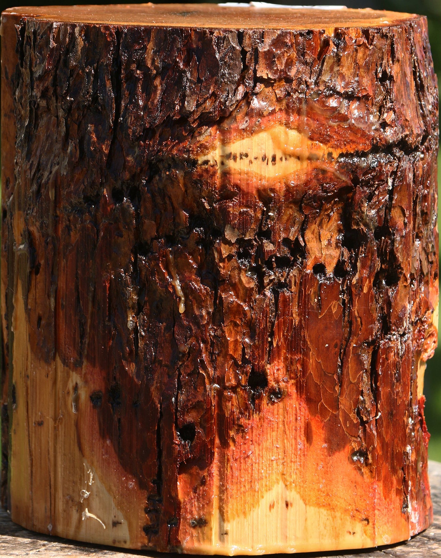 Oregon Ironwood Log