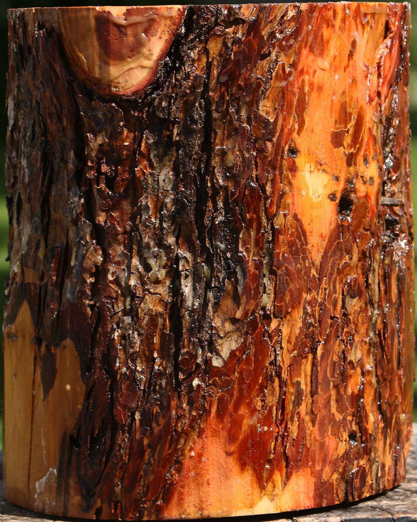 Oregon Ironwood Log