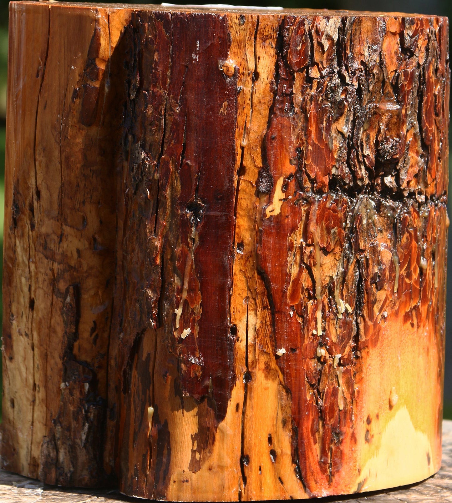 Oregon Ironwood Log