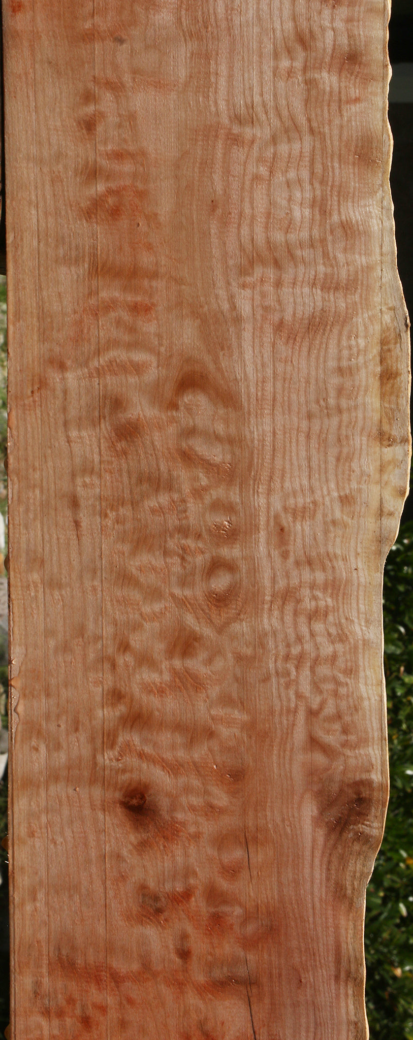Extra Fancy Maple Live Edge Mantel