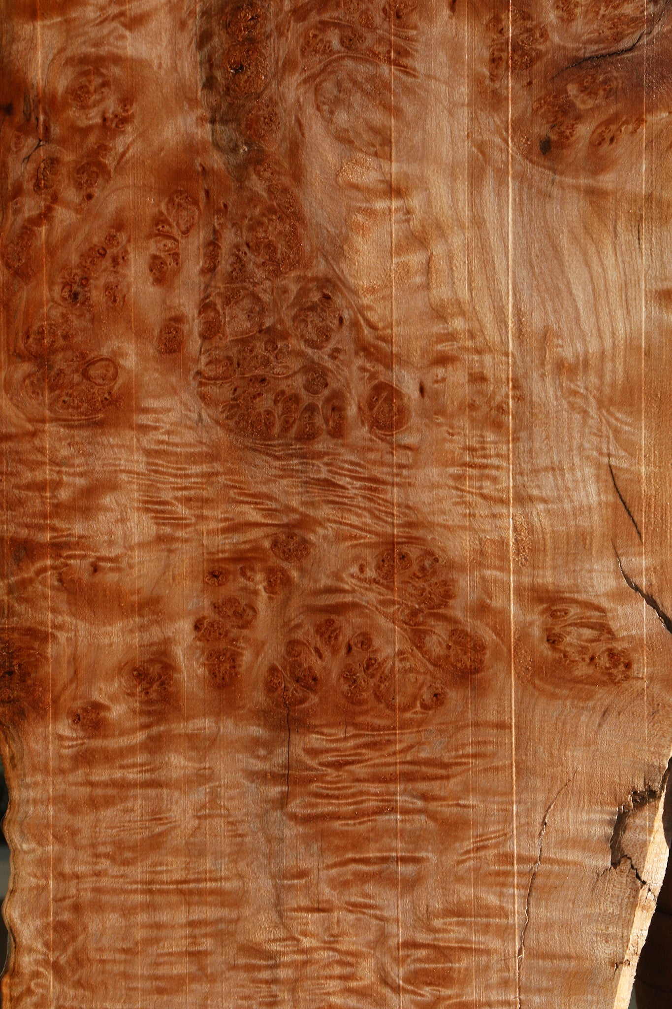 Maple Burl Live Edge Mini Slab