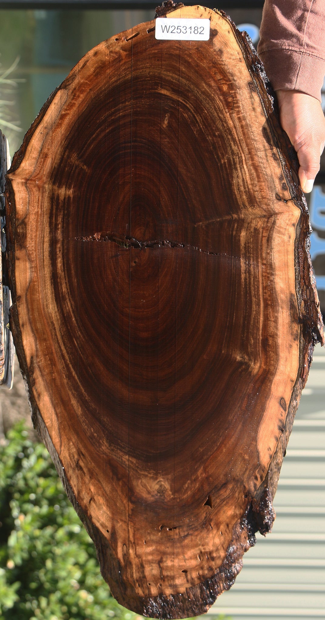Claro Walnut Cookie