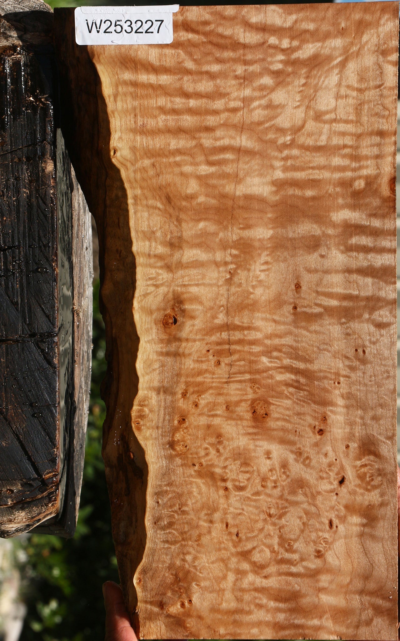 Extra Fancy Maple Live Edge Lumber