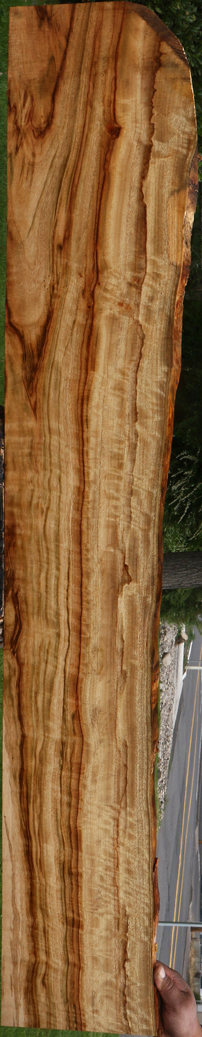 Extra Fancy Camphor Live Edge Lumber