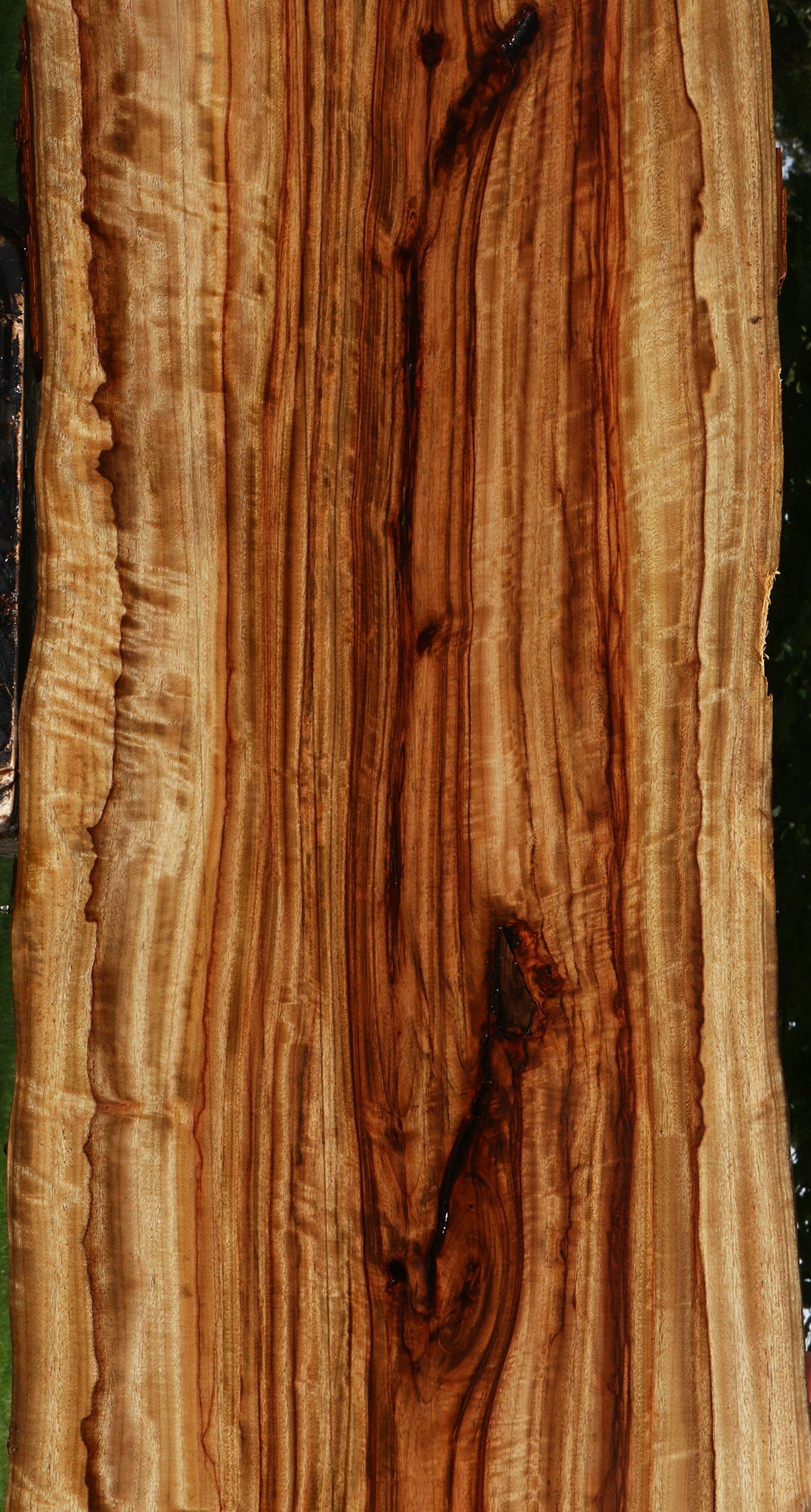 Extra Fancy Camphor Live Edge Lumber