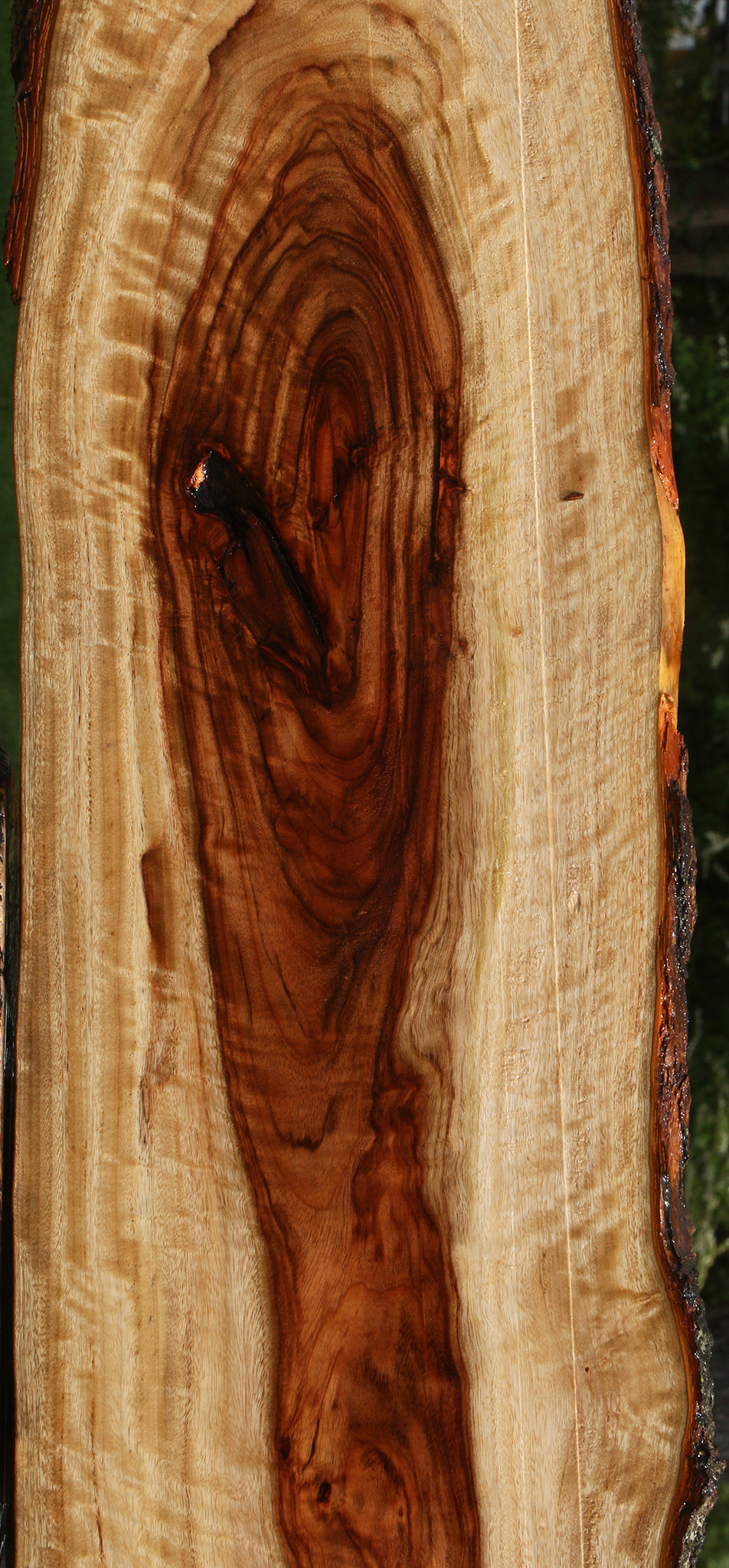 Extra Fancy Camphor Live Edge Lumber