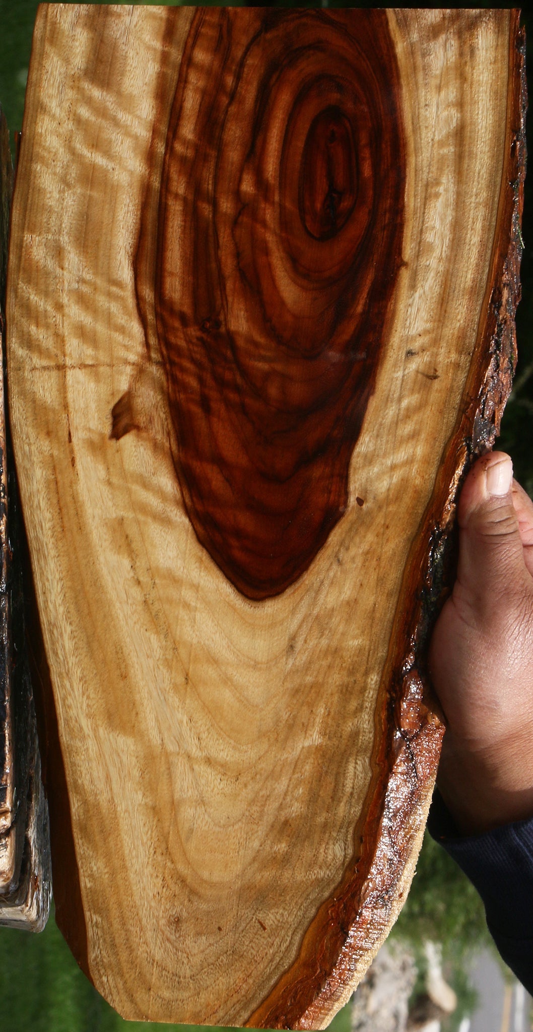 Figured Camphor Live Edge Lumber