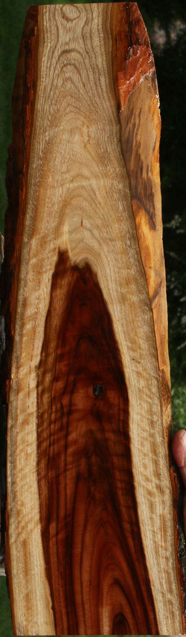 Figured Camphor Live Edge Lumber