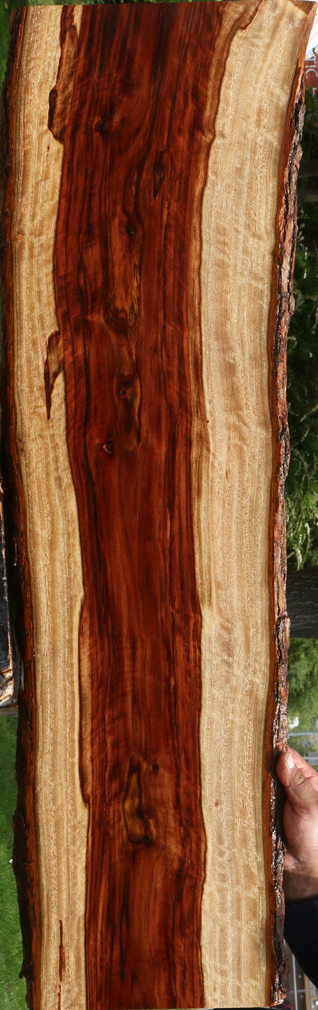 Extra Fancy Camphor Live Edge Lumber