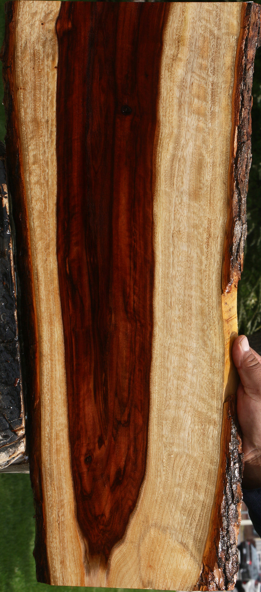 Figured Camphor Live Edge Lumber