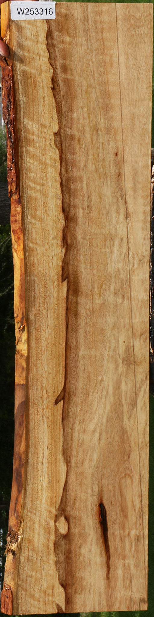 Figured Camphor Live Edge Lumber