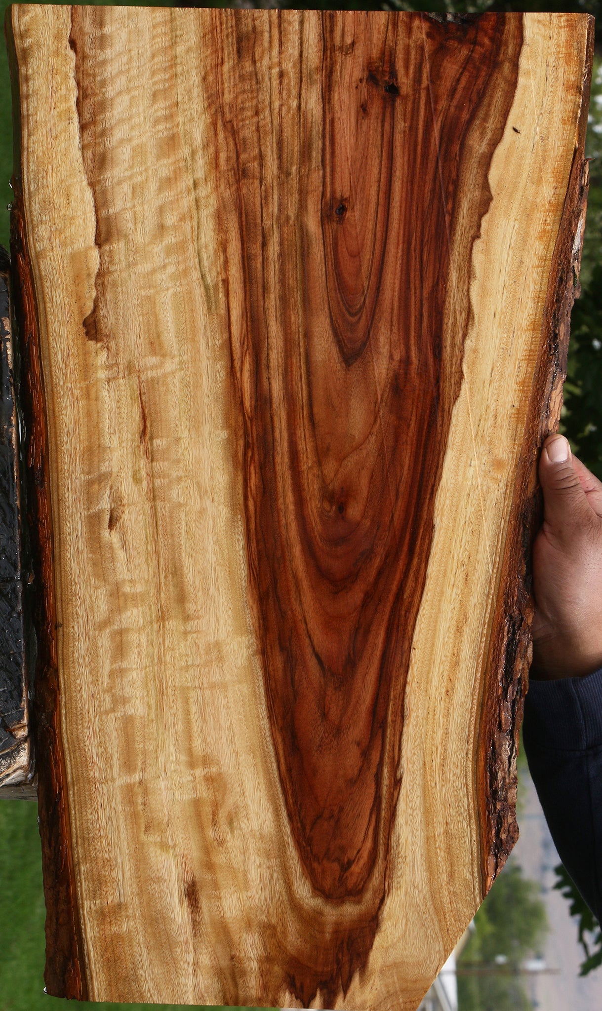 Extra Fancy Camphor Live Edge Lumber