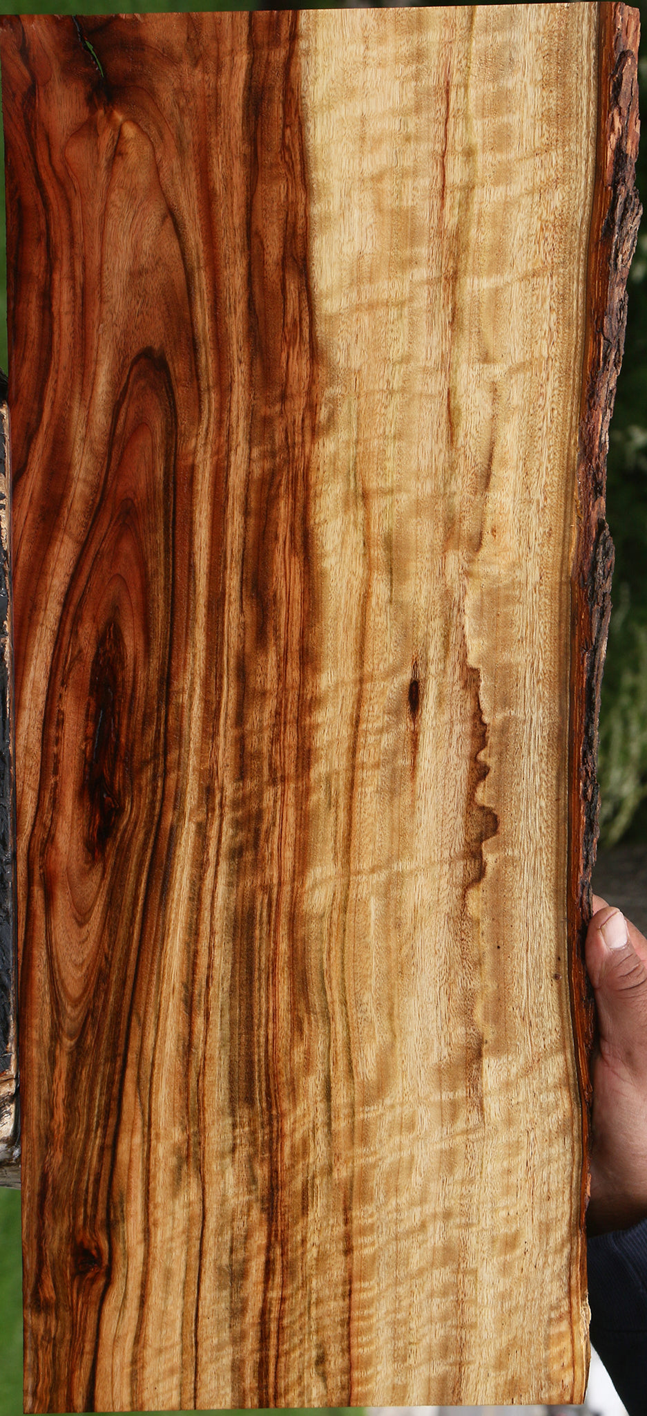 Extra Fancy Camphor Live Edge Lumber
