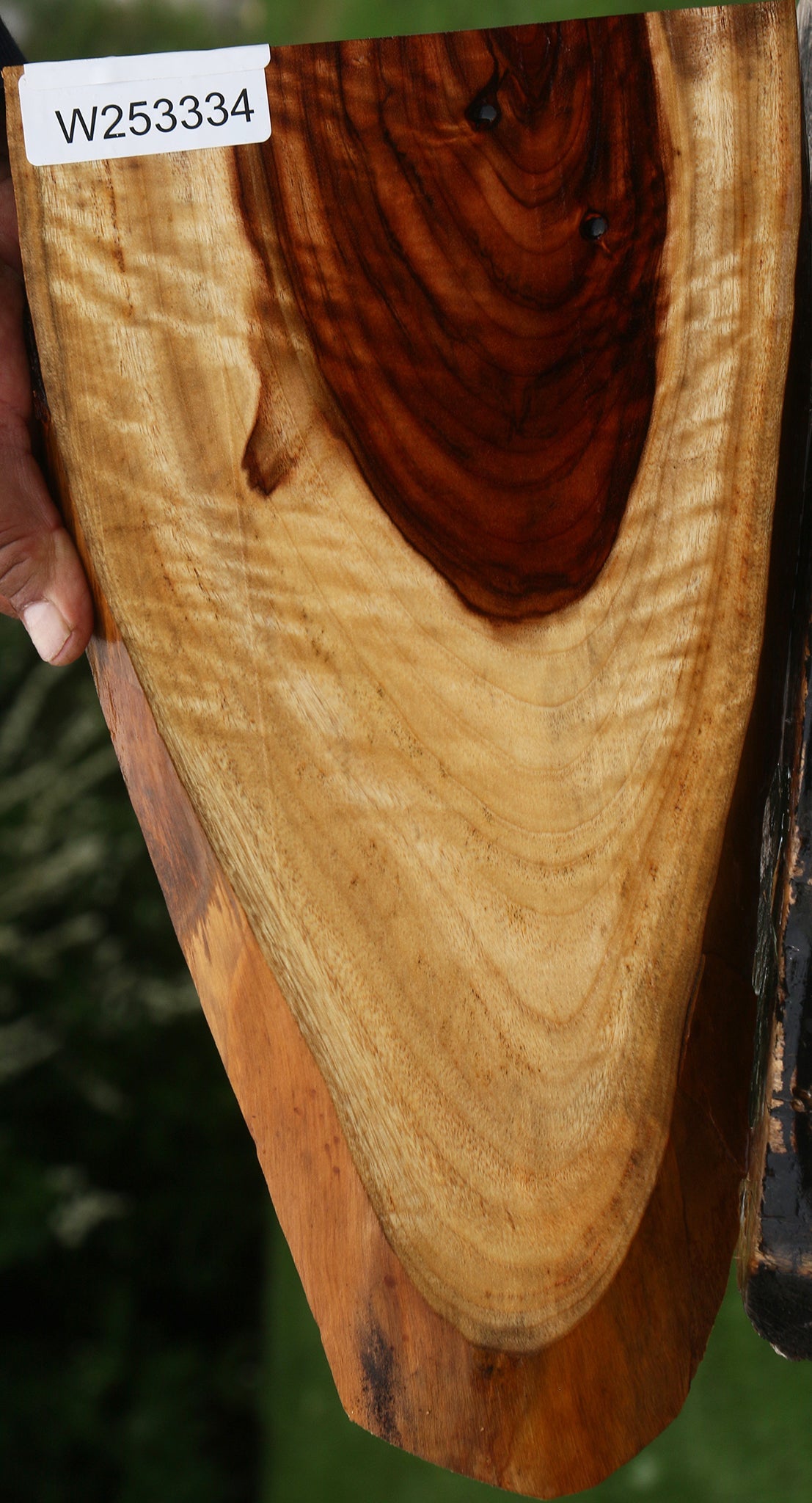 Extra Fancy Camphor Live Edge Lumber