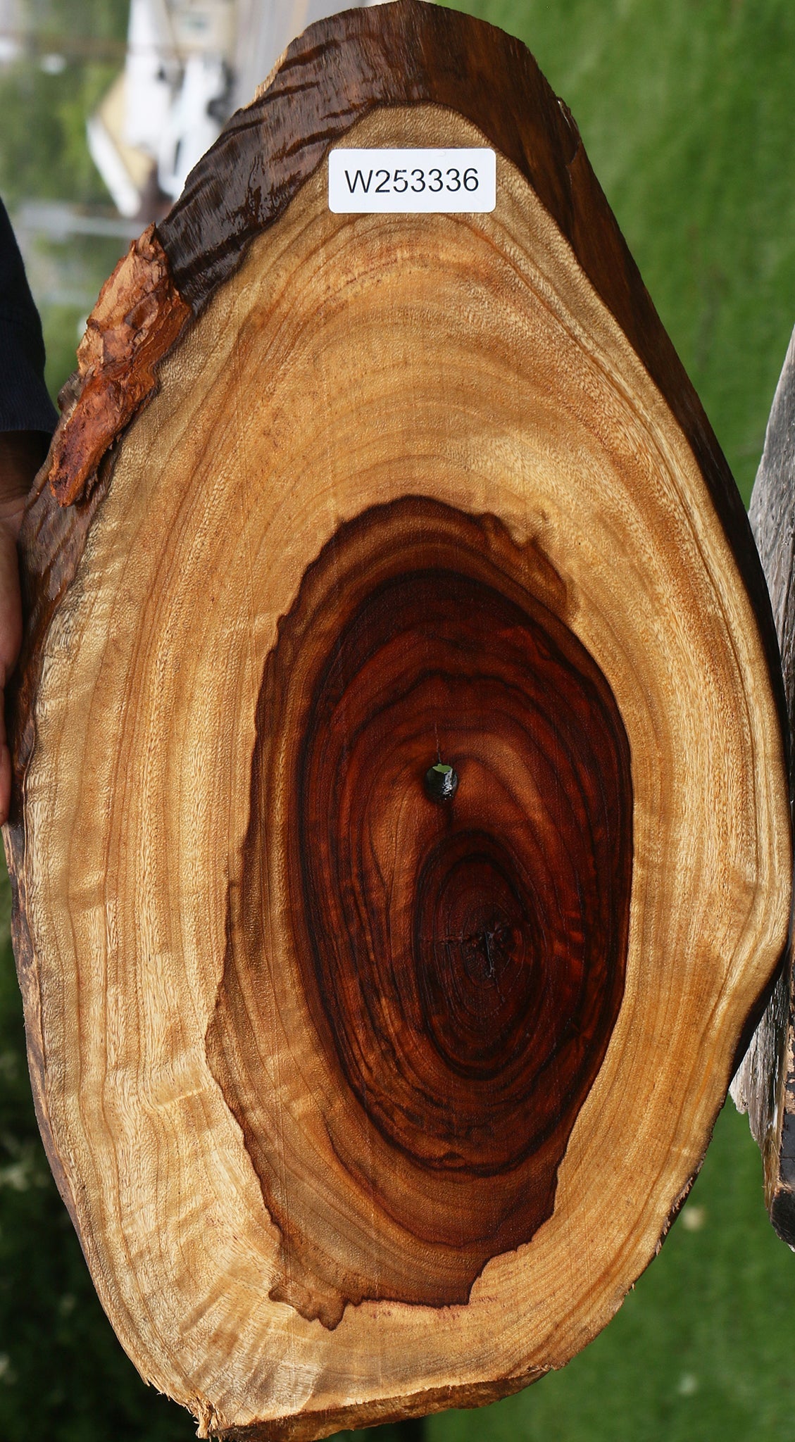 Figured Camphor Live Edge Lumber