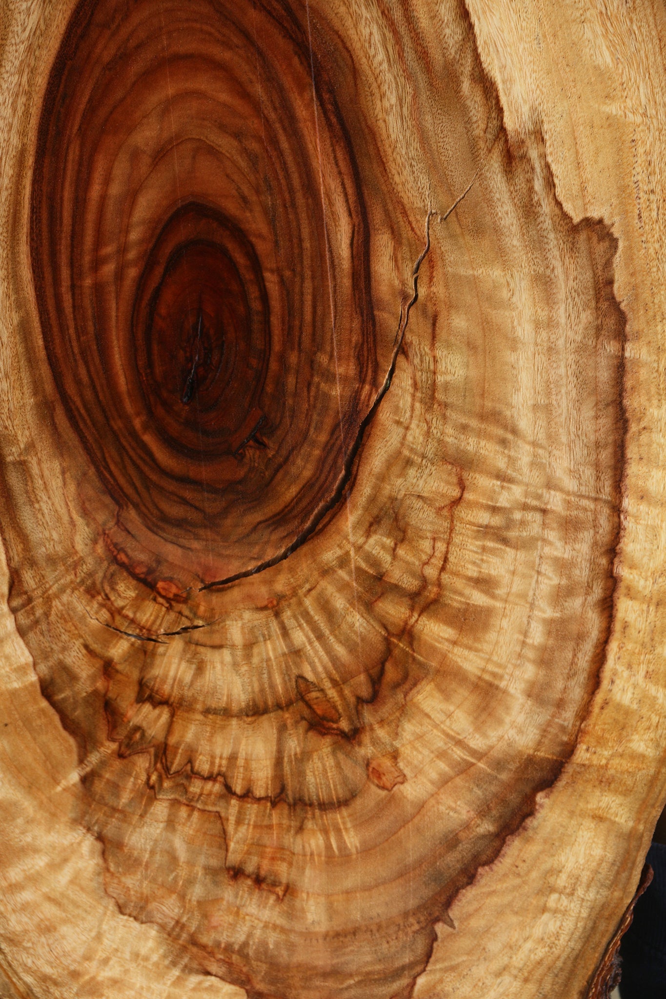 Extra Fancy Crotchwood Camphor Live Edge Lumber