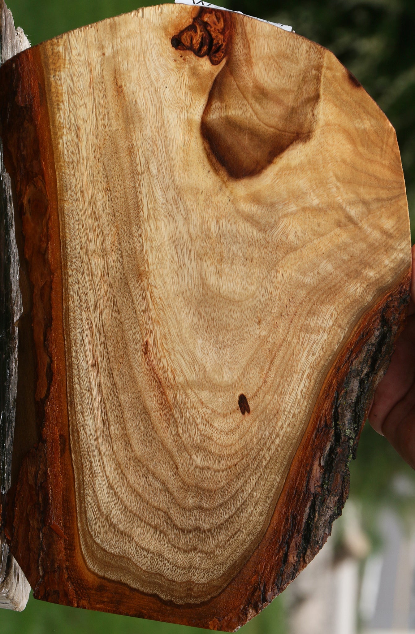 Figured Camphor Live Edge Lumber