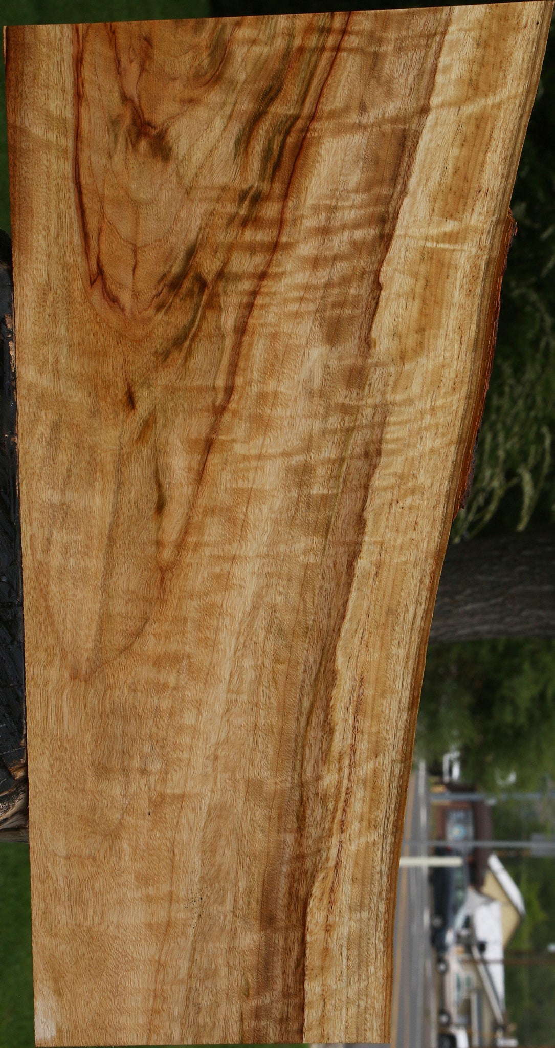 Extra Fancy Camphor Live Edge Lumber