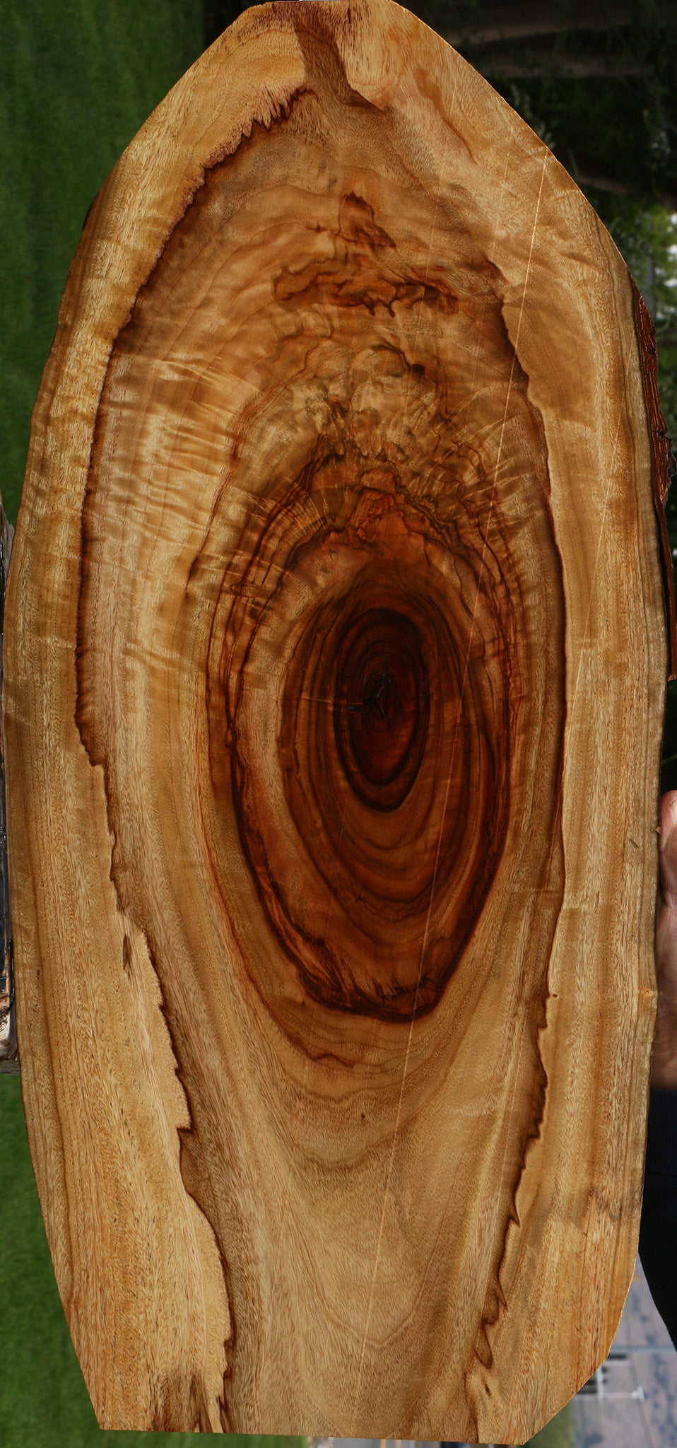 Extra Fancy Crotchwood Camphor Live Edge Lumber