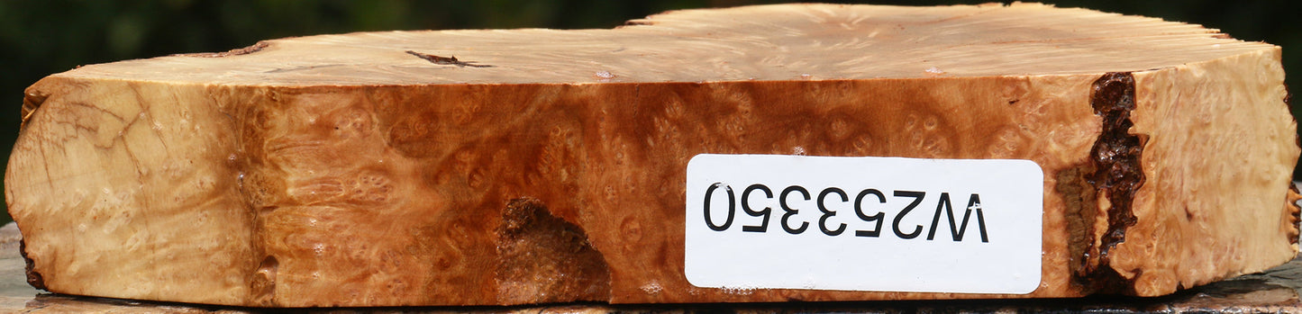 Kanista Burl Live Edge Slice
