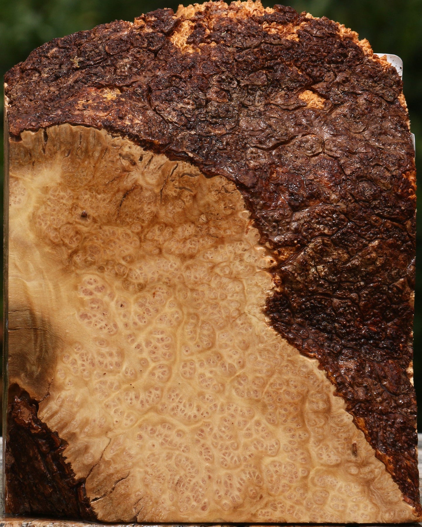 Kanista Burl Live Edge Turning Blank