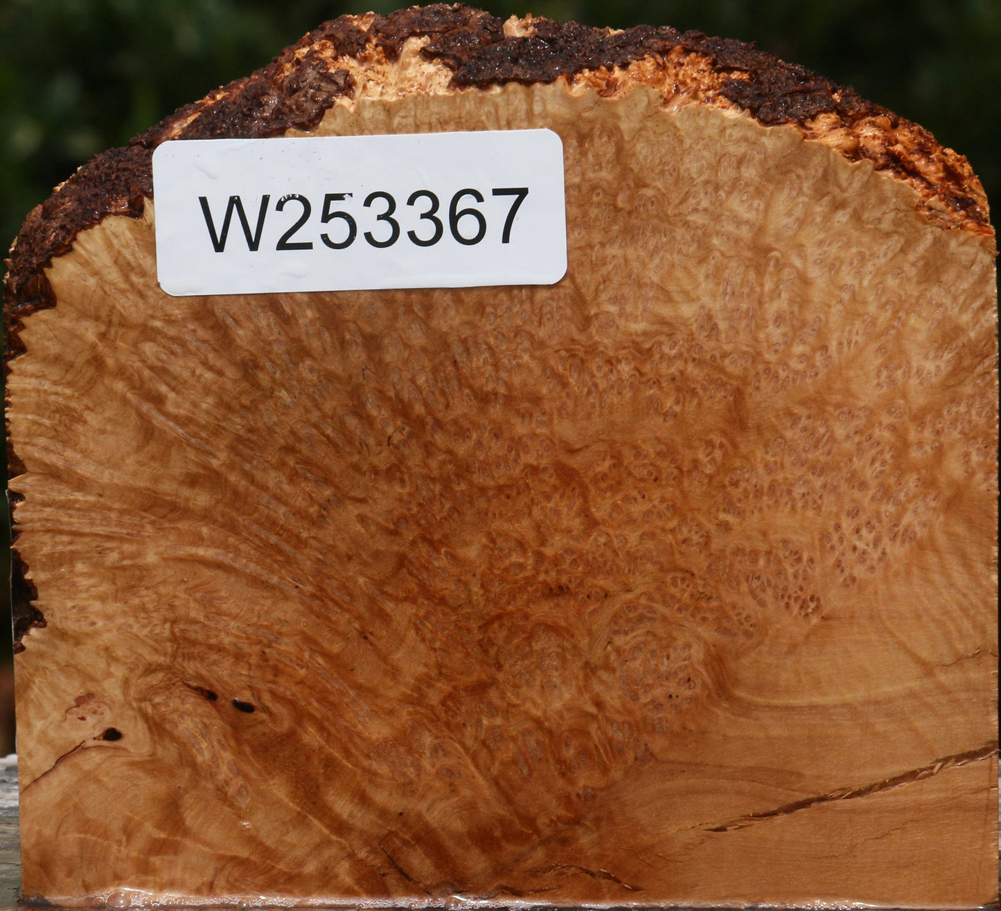 Kanista Burl Live Edge Lumber